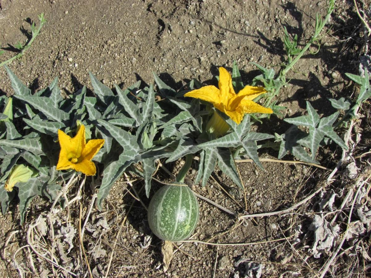 1bde4a38-d533-4399-a62d-bbc2ead60521 image