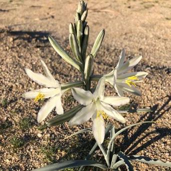 a370a60a-149d-437a-8a93-4b66b04c02ee image