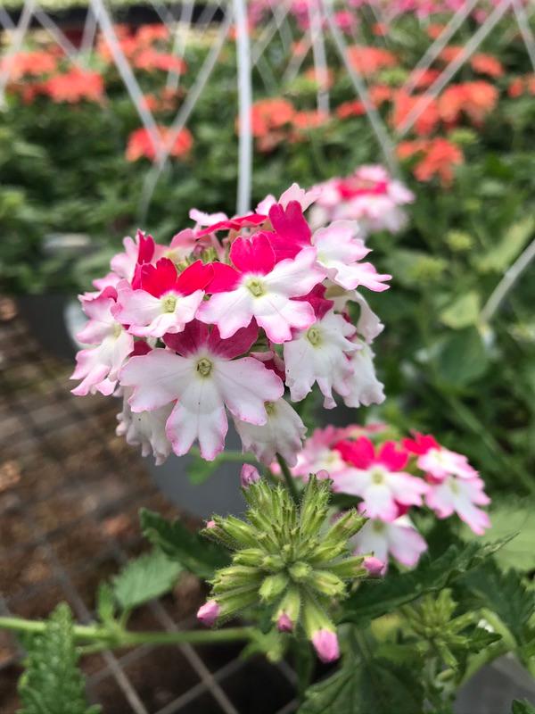 Glendale Farms is now open for the 2021 season