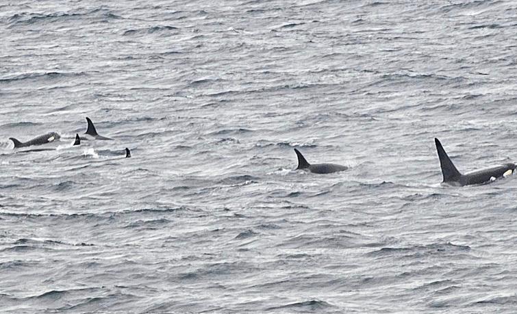 October 22, 2024 WS Report: J Pod returns to inland Puget Sound!; T65As ...