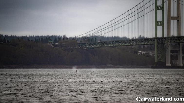 April 13, 2023 WS Report: J Pod delights in San Juan Channel before a ...