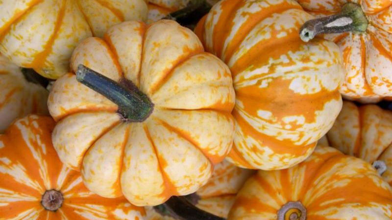 small_pumpkins.jpg