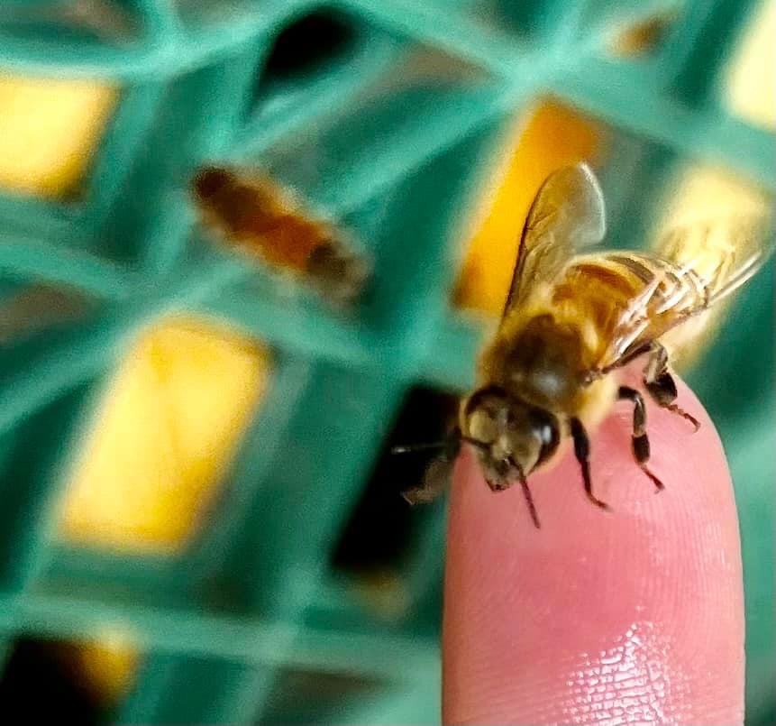 Photo Credit: John Fullbright of Esme Fullbright hiking a bee on her finger