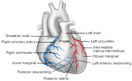 Coronary Arteries