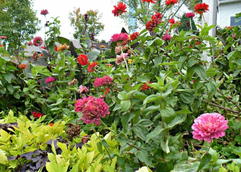 FallFlowers_City Hall