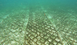 Grids on the ocean floor support a Japanese seaweed farm.