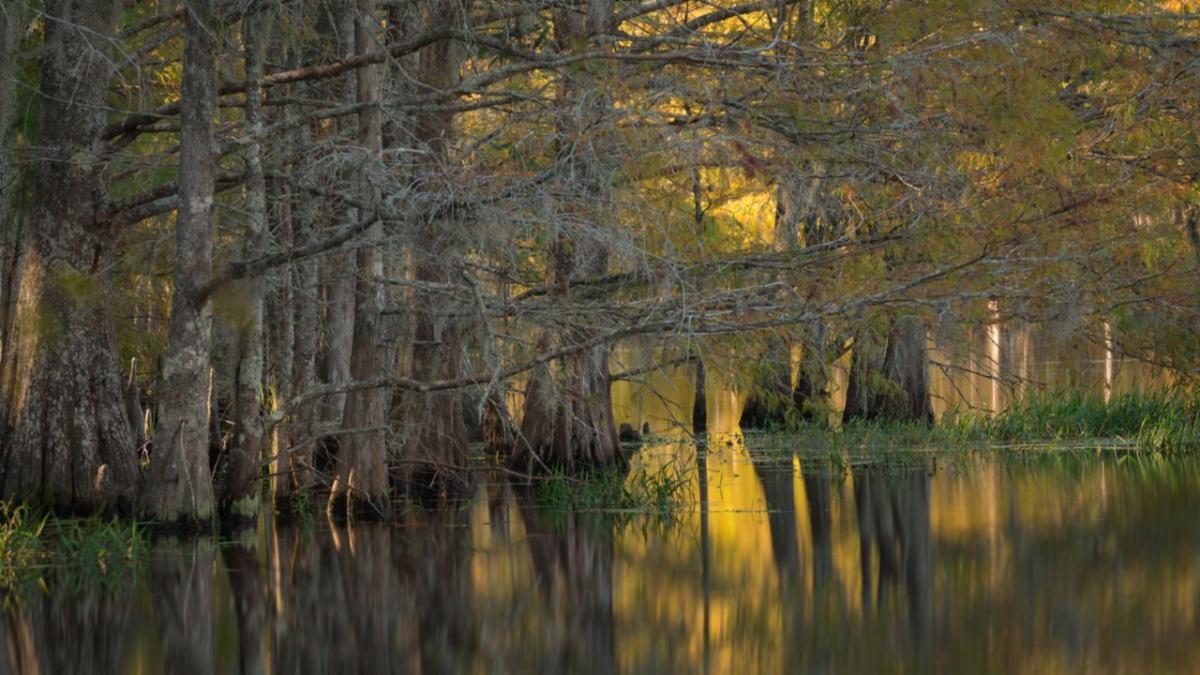 Hasty Point trees on river.jpg