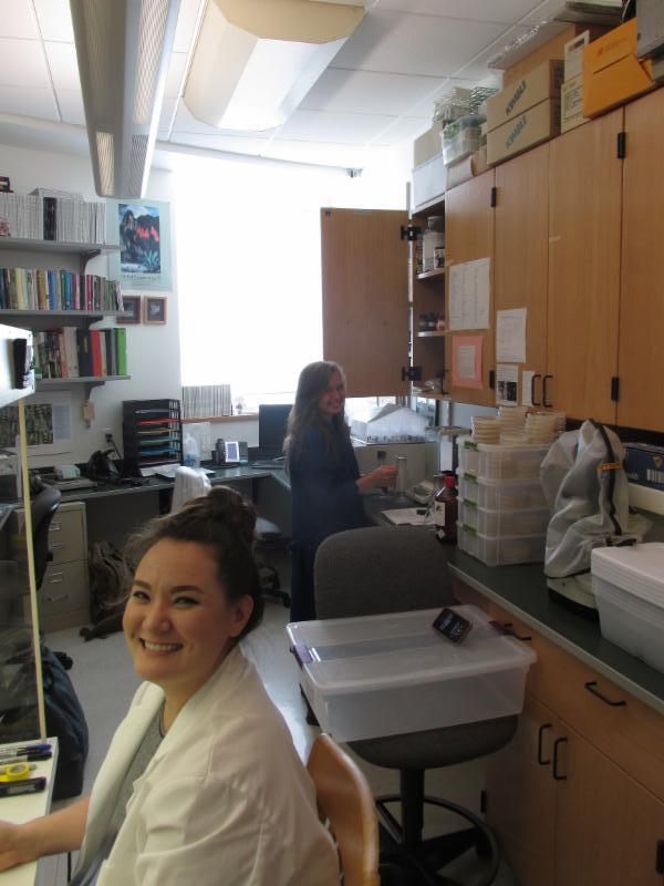 Hana Thixton (foreground) and Rachel Helmich (background) hard at work in the IC Orchid Recovery Lab