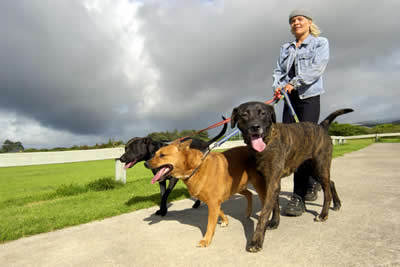 dog-walker2.jpg