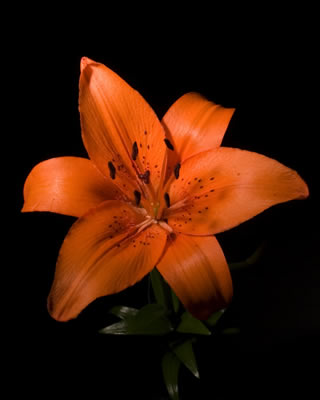 orange-tiger-lily.jpg