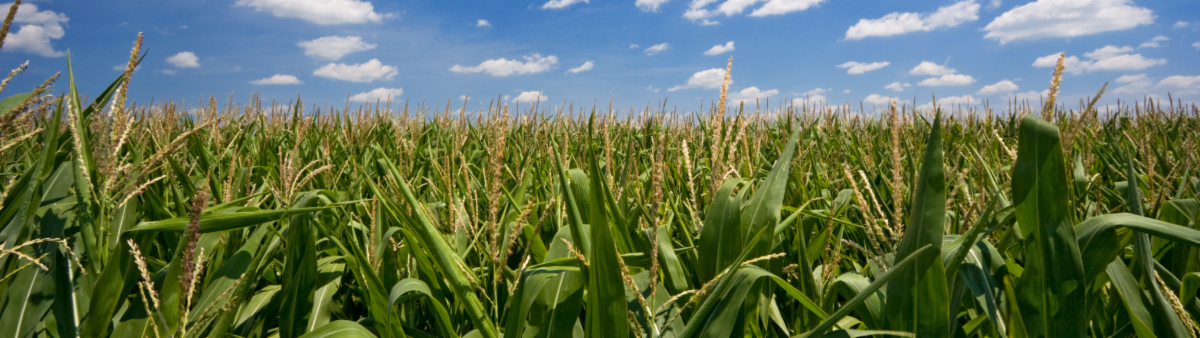 cornfield
