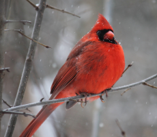 red cardinal