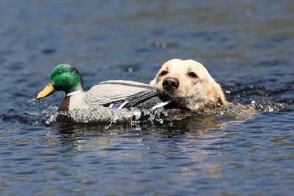 Decoy