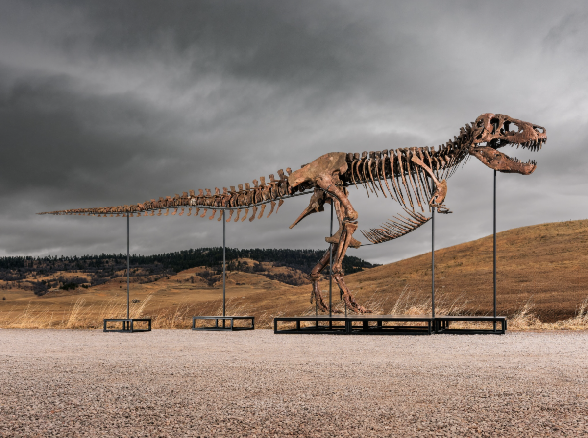 Gus the Tyrannosaurus Rex