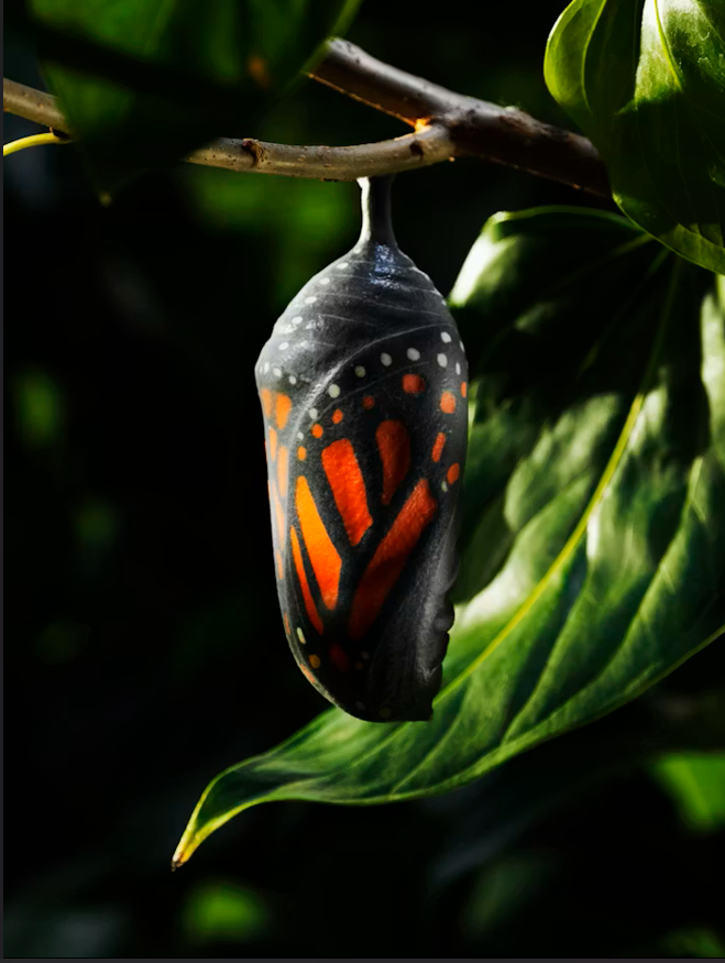 Monarch butterfly nestled in a chrysalis waiting to emerge