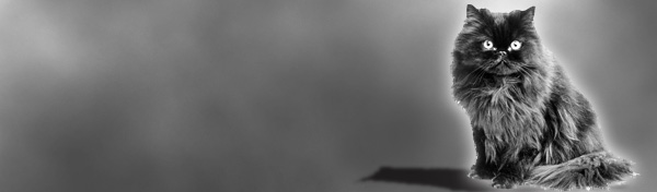 greyscale-cat-banner.jpg