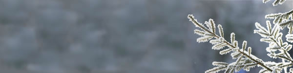 frosty-branches-header.jpg