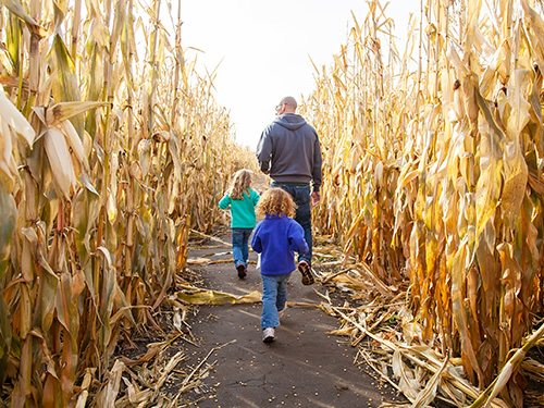 Corn Maze