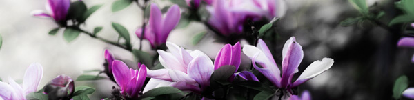 faded-purple-flowers.jpg