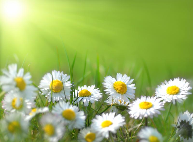 spring_flowers_field.jpg
