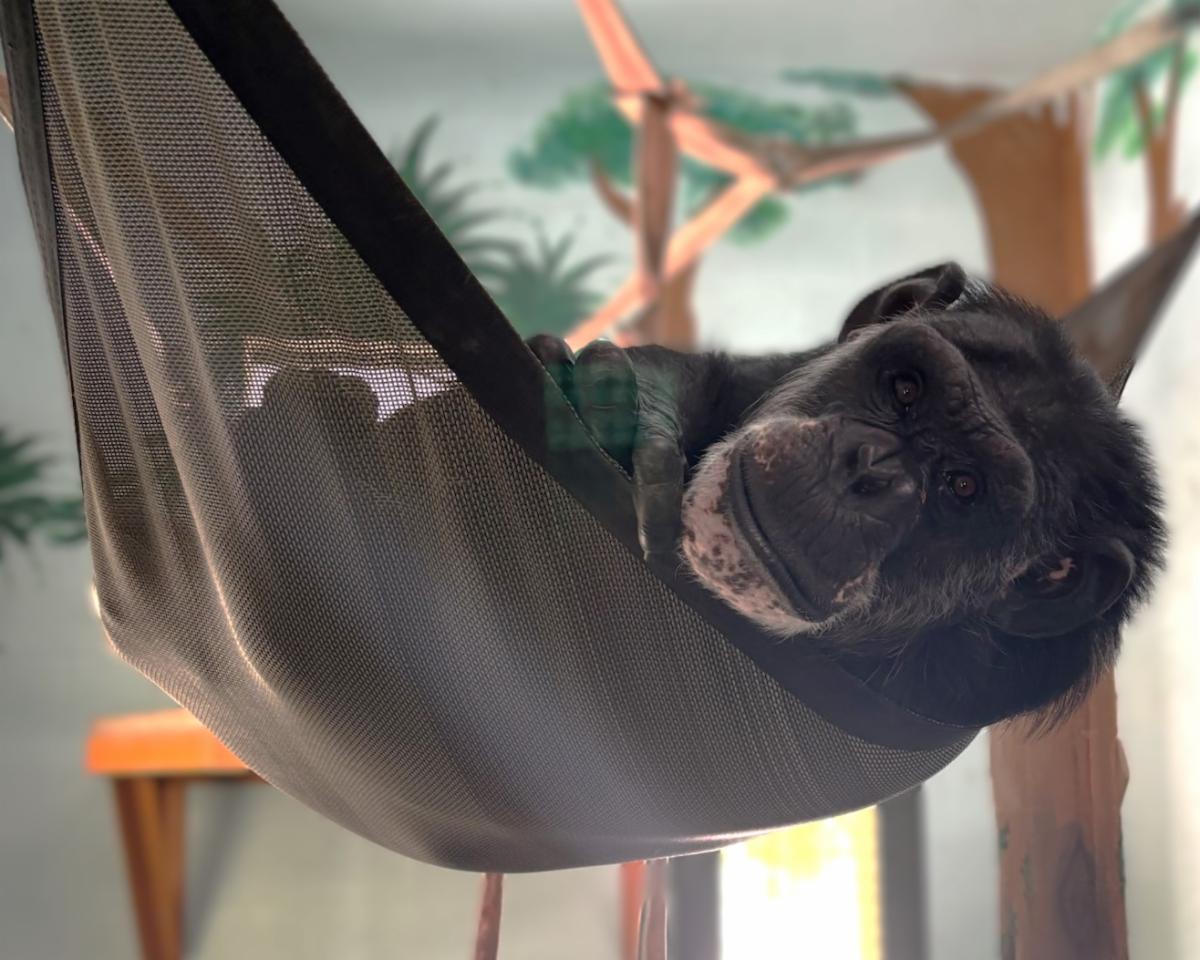 hammock