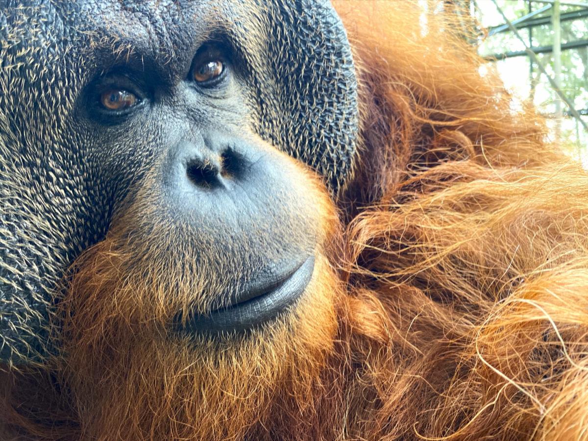 Pongo 2023