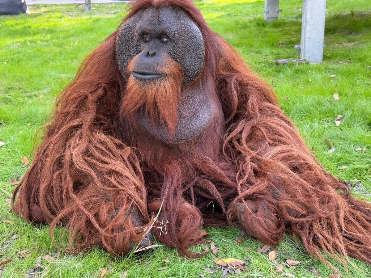 Pongo 2025