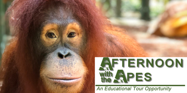 Afternoon with the Apes