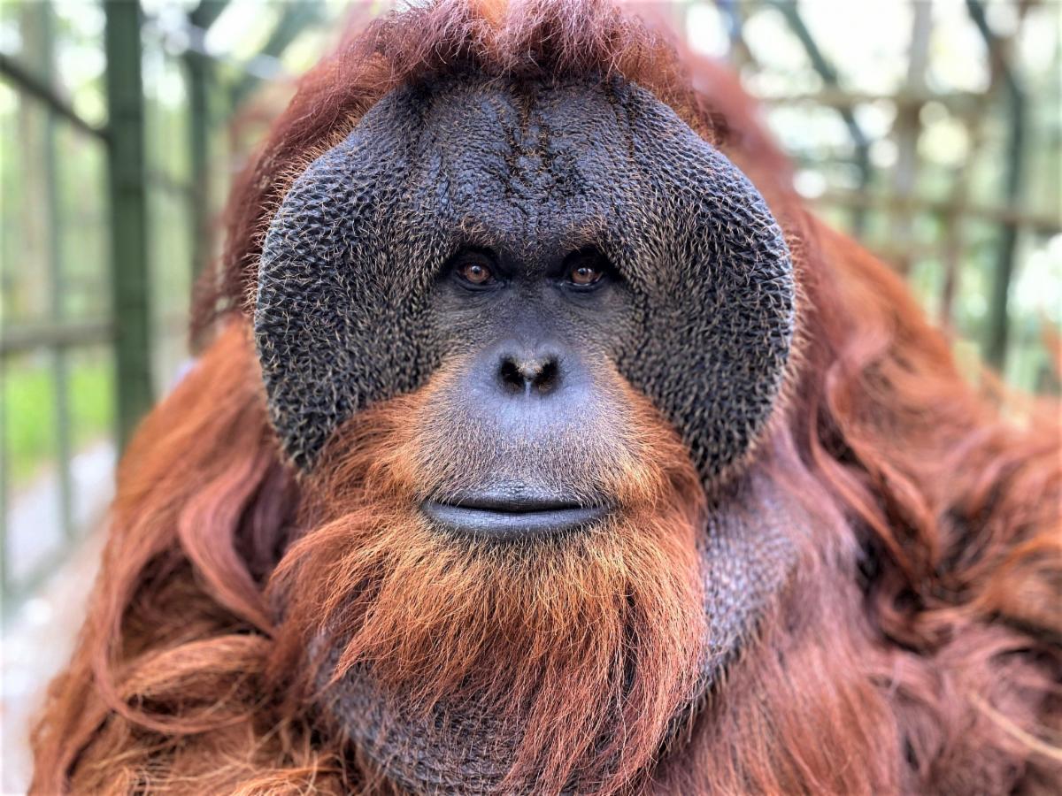 Pongo 2020 #2