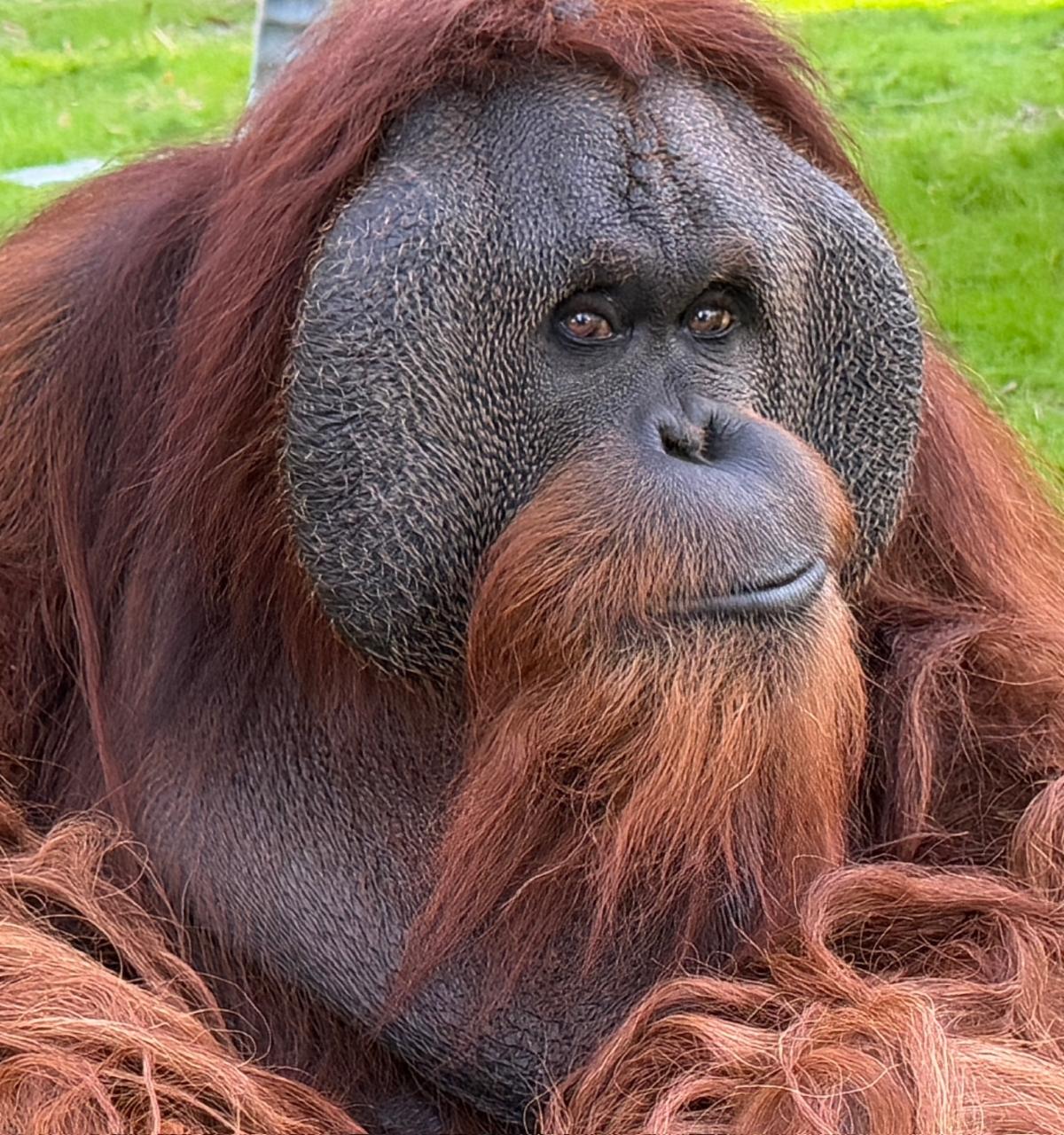Pongo 2025