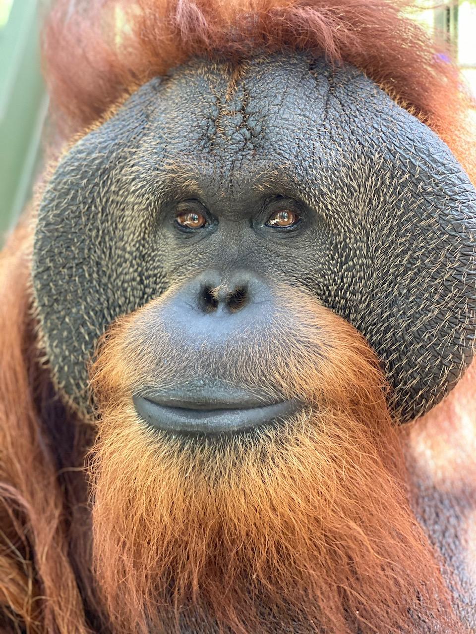 Pongo 2020