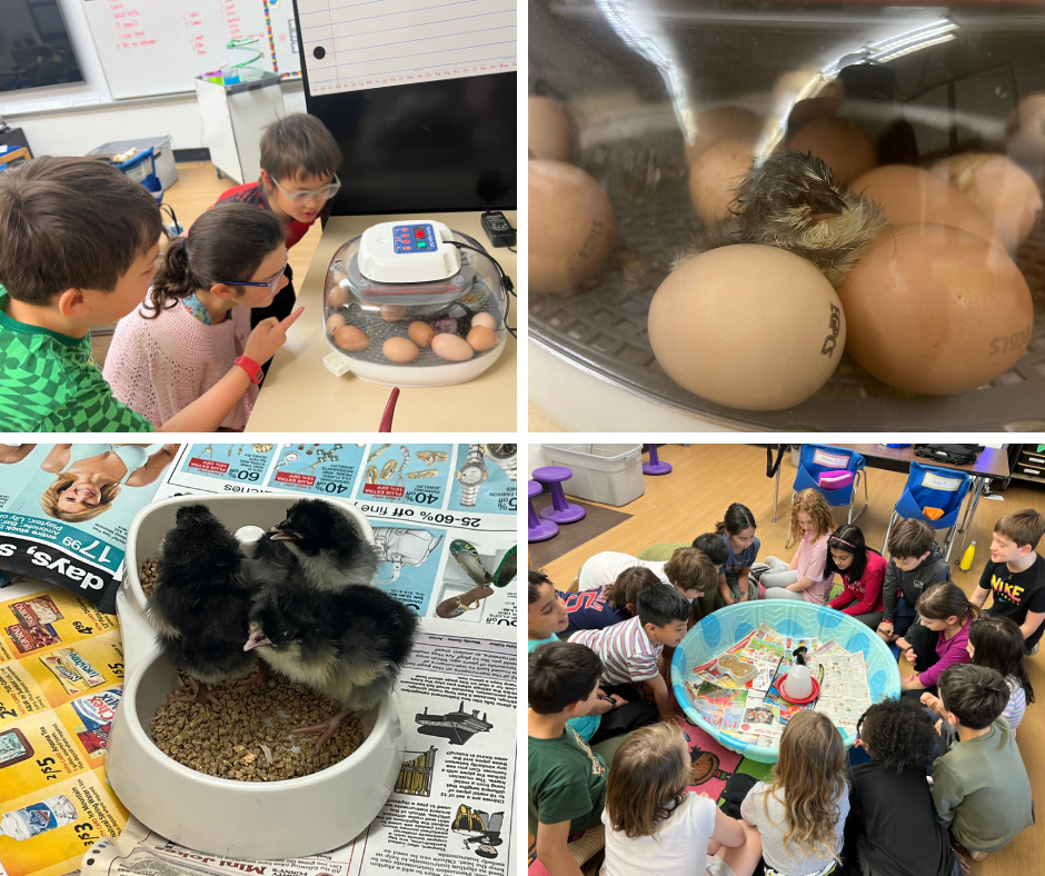 Students observing baby chicks