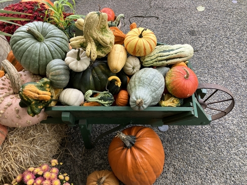Autumn harvest festival_ assortment of fresh vegetables_ pumpkins_ gourds_ squashes_ farmers market