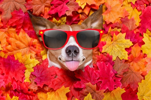 jack russell dog _ lying on the ground full of fall autumn leaves_ looking at you and lying on the back torso_ wearing funny sunglasses_ sticking out the tongue