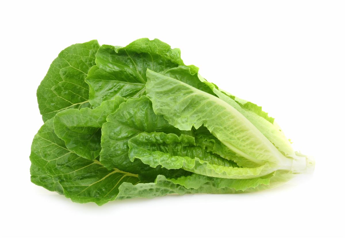 Romaine lettuce