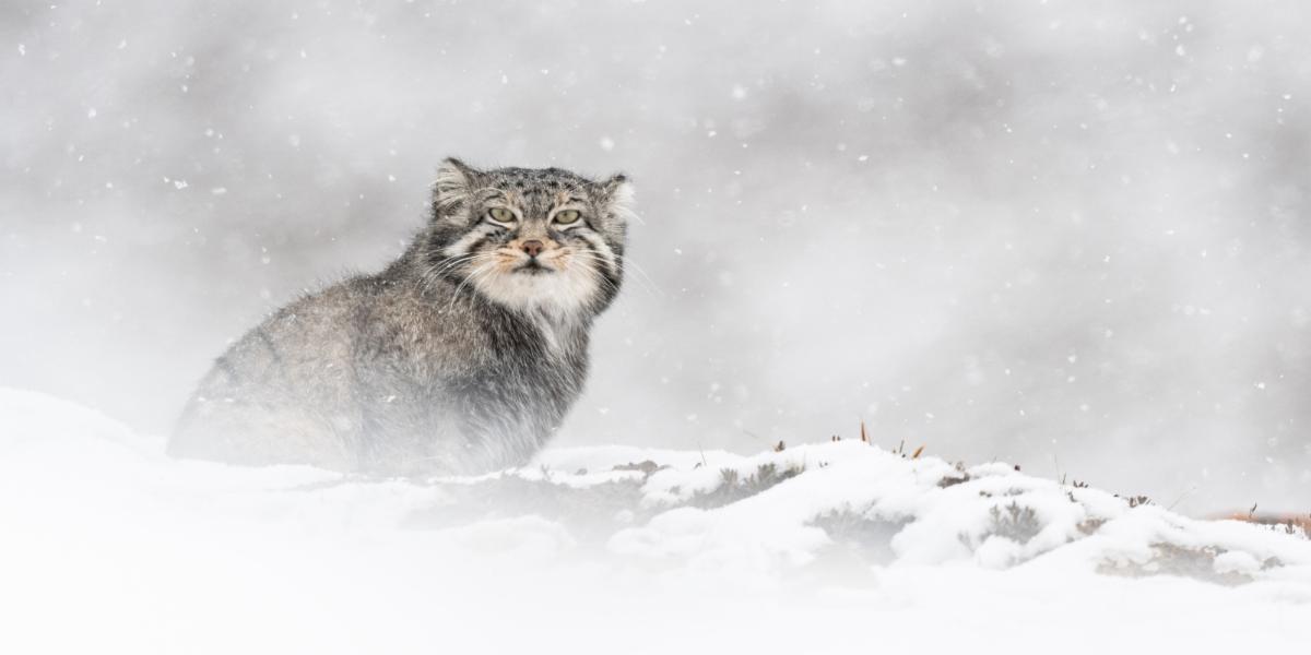 PANTHERE_03__Munier.jpg