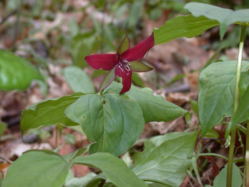 Red Trillium