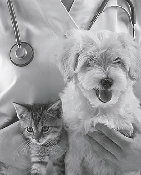 Choosing A Vet
