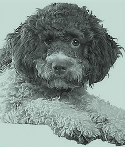 LAGOTTO