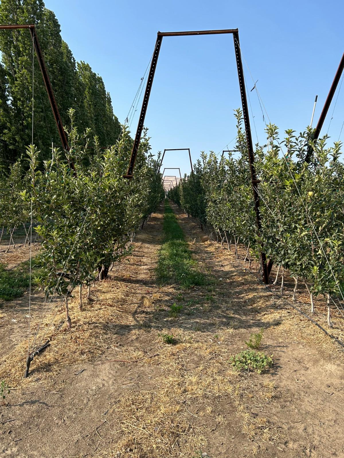 apple-orchard image