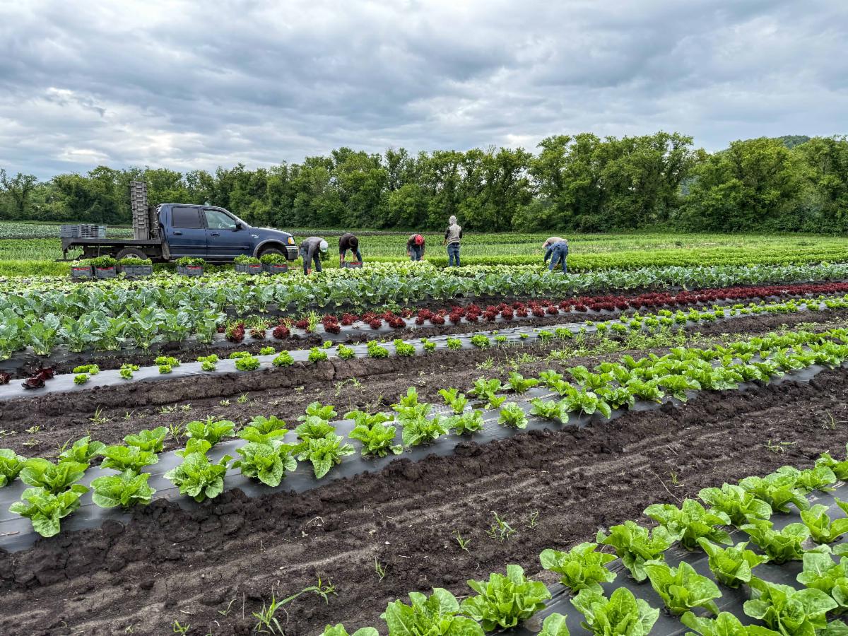 Csa Week 1 Welcome To Summer