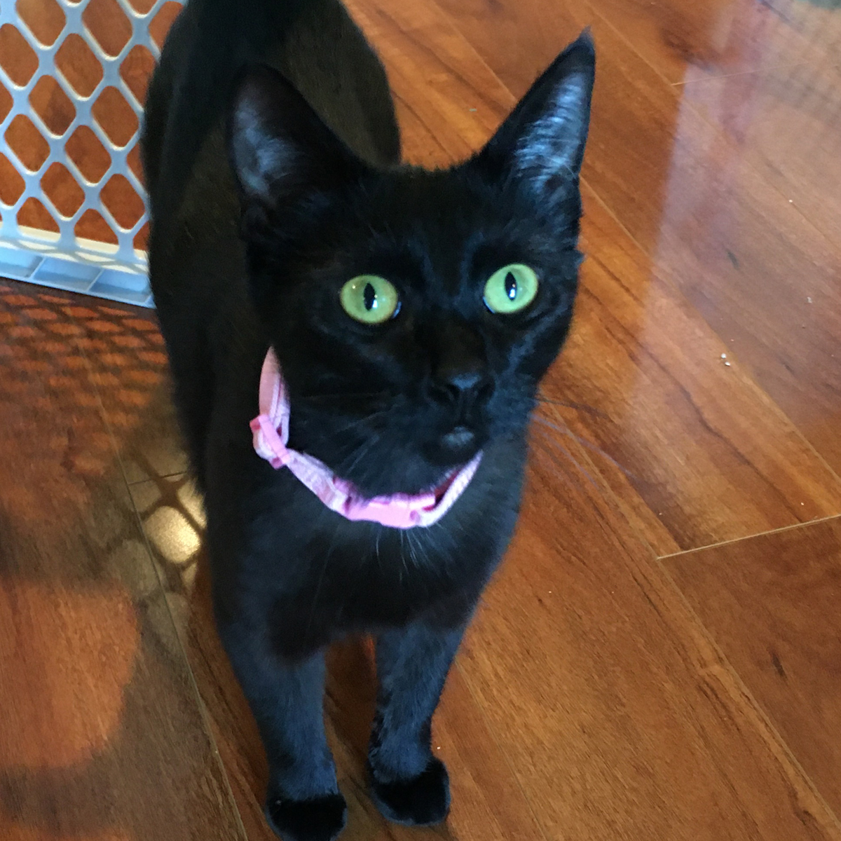 Photo inspiration: Gallery Detail: Cat Rescue Adoption Network Cat Tales