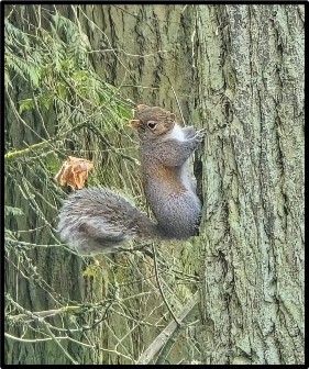 Western Grey Squirrel on a tree trunk by Susan Setterberg