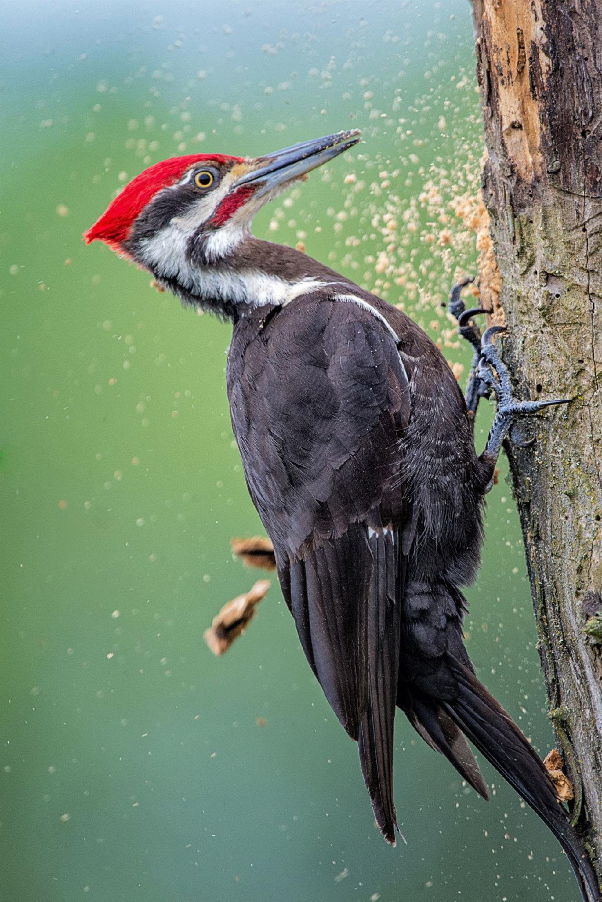 Pileated Woodpecker with wood dust flying around it