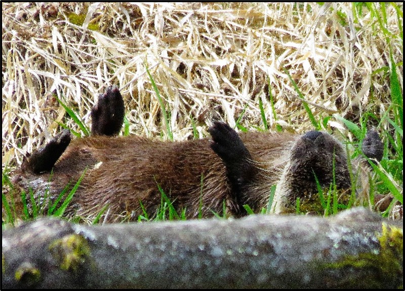 River Otter postprandial snooze by Susan Setterberg