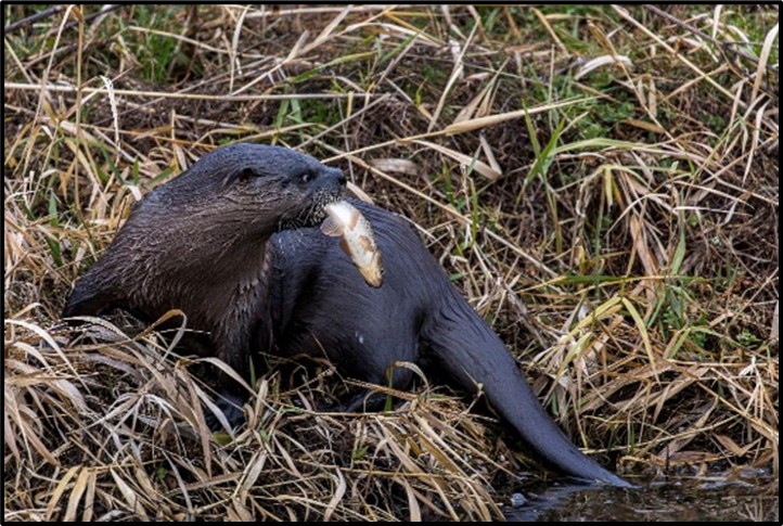 River Otter with Carp by Charlie Rutkowski