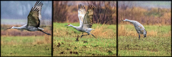 Sandhill Crane triptych by Charlie Rutkowski
