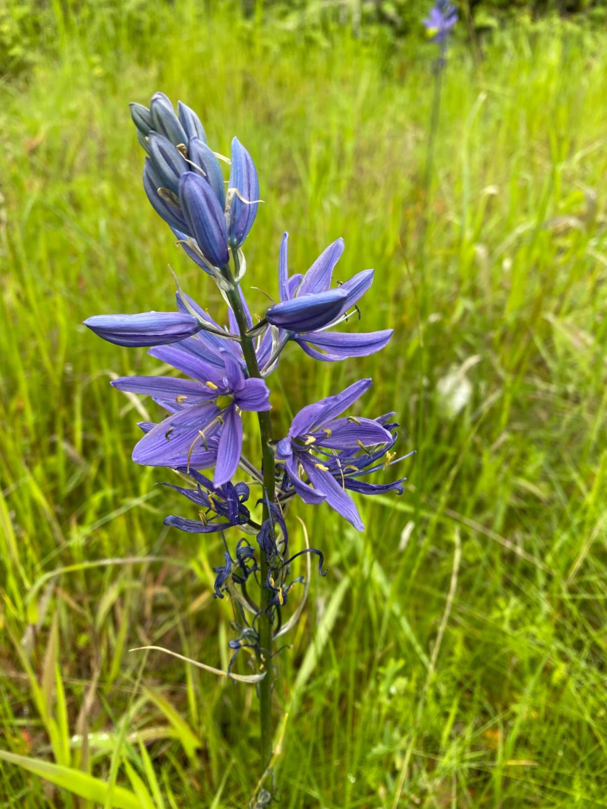 Blooming camas on the Carty Unit