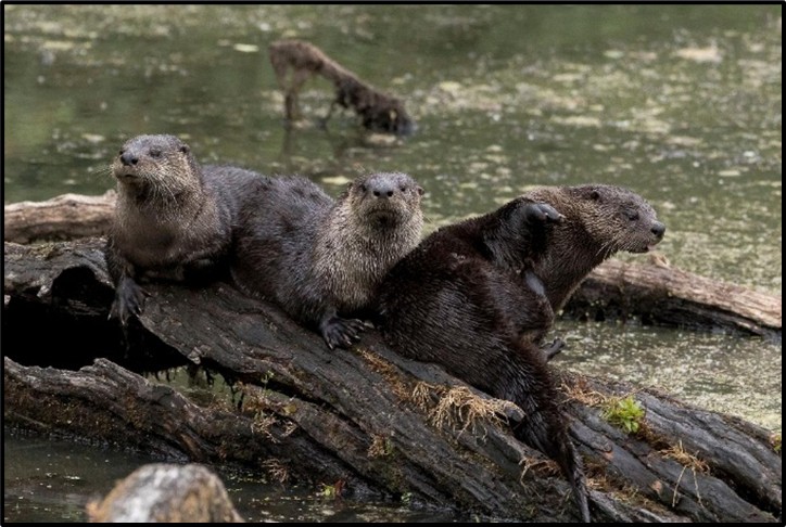 River Otter family by Charlie Rutkowski