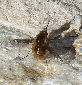 Bee Fly nicoloetto-iNaturalist